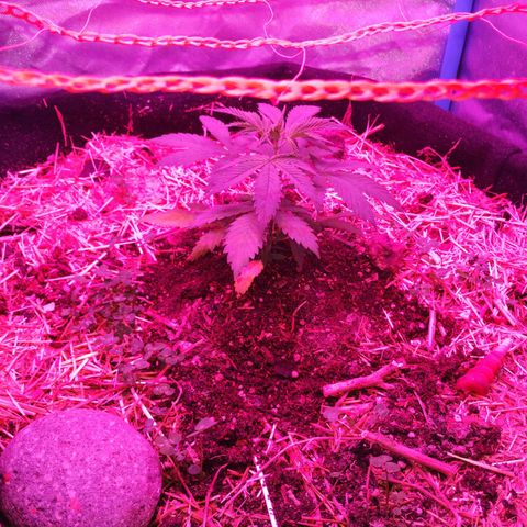 CBD Charlotte's Angel  growlog timeline photo