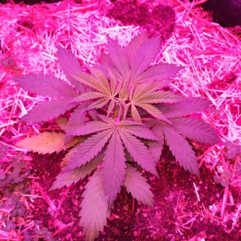 CBD Charlotte's Angel  growlog timeline photo