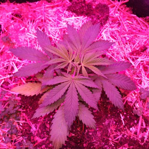 CBD Charlotte's Angel  growlog timeline photo