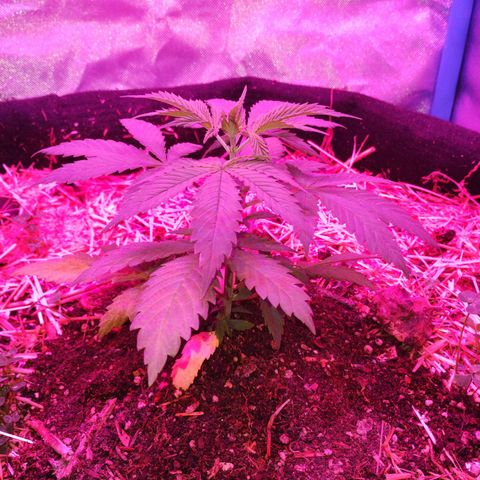 CBD Charlotte's Angel  growlog timeline photo