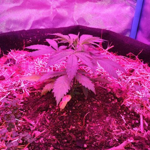 CBD Charlotte's Angel  growlog timeline photo