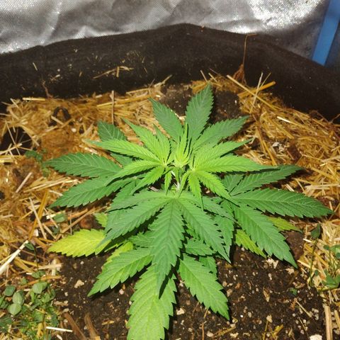 CBD Charlotte's Angel  growlog timeline photo