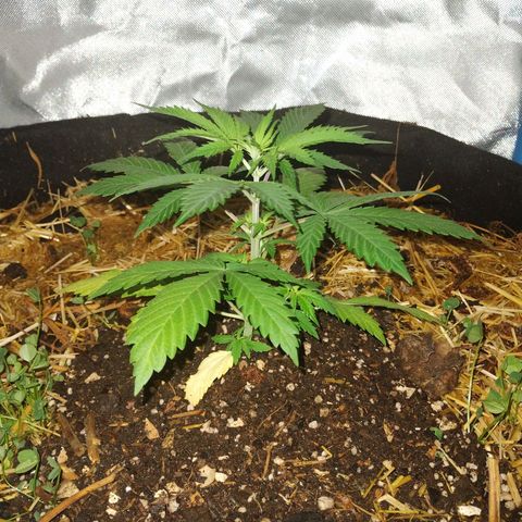 CBD Charlotte's Angel  growlog timeline photo