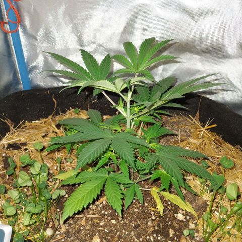 CBD Charlotte's Angel  growlog timeline photo