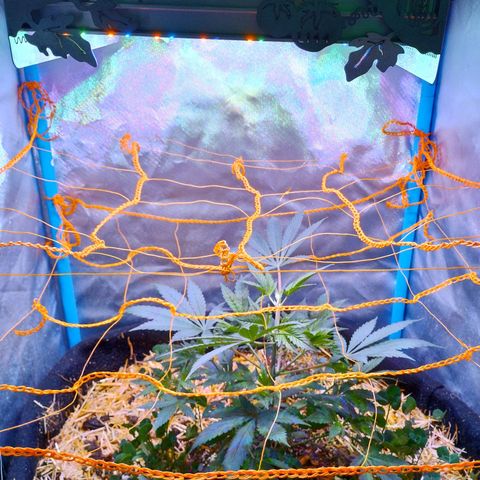 CBD Charlotte's Angel  growlog timeline photo