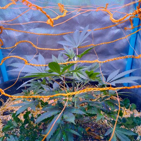 CBD Charlotte's Angel  growlog timeline photo