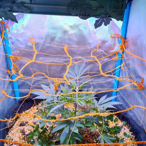 CBD Charlotte's Angel  growlog timeline photo