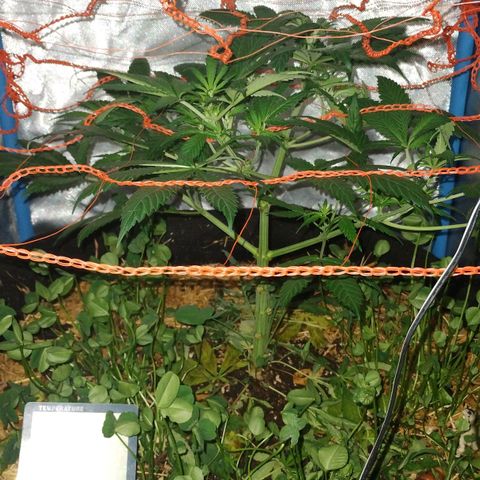 CBD Charlotte's Angel  growlog timeline photo