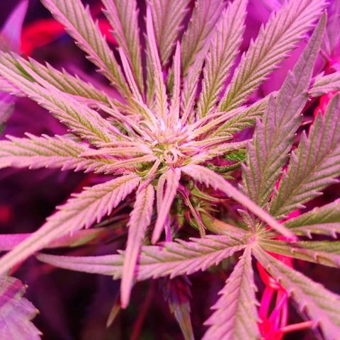 CBD Charlotte's Angel  growlog timeline photo
