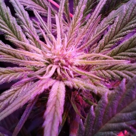 CBD Charlotte's Angel  growlog timeline photo