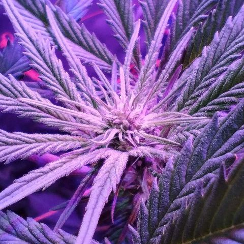 CBD Charlotte's Angel  growlog timeline photo