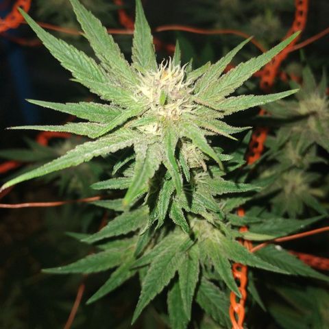 CBD Charlotte's Angel  growlog timeline photo
