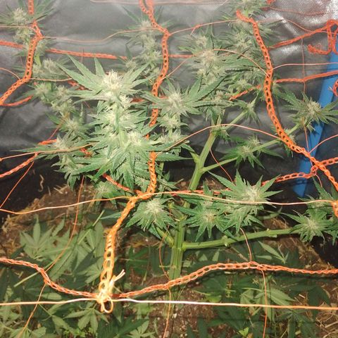 CBD Charlotte's Angel  growlog timeline photo