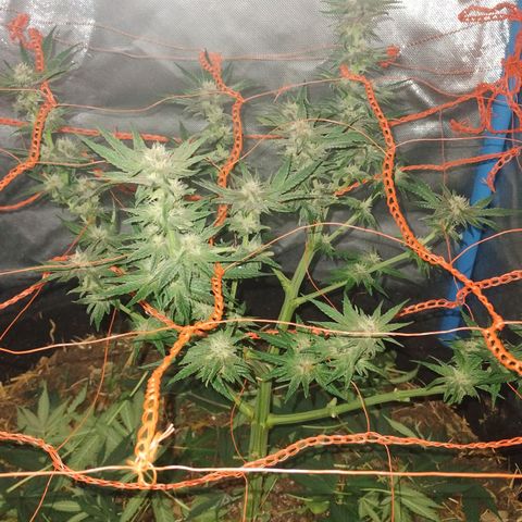 CBD Charlotte's Angel  growlog timeline photo