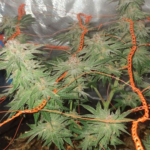 CBD Charlotte's Angel  growlog timeline photo