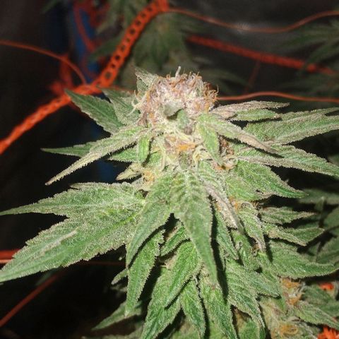 CBD Charlotte's Angel  growlog timeline photo