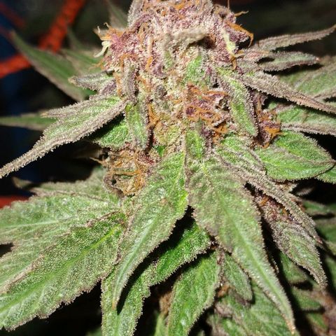 CBD Charlotte's Angel  growlog timeline photo