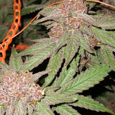 CBD Charlotte's Angel  growlog timeline photo