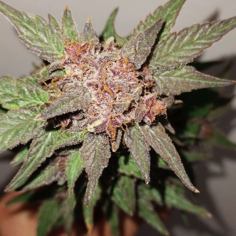 CBD Charlotte's Angel  growlog timeline photo