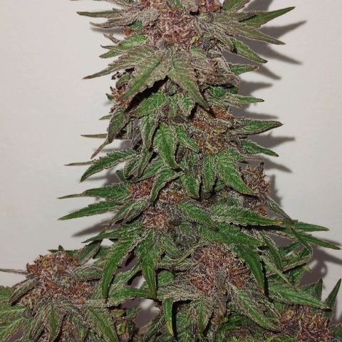 CBD Charlotte's Angel  growlog timeline photo