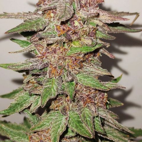 CBD Charlotte's Angel  growlog timeline photo