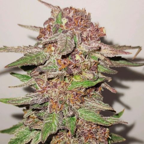 CBD Charlotte's Angel  growlog timeline photo