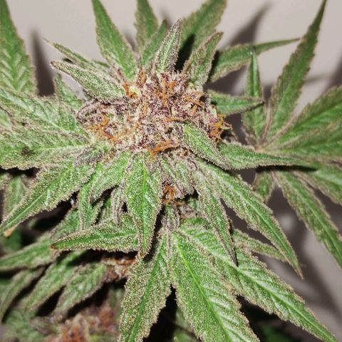 CBD Charlotte's Angel  growlog timeline photo