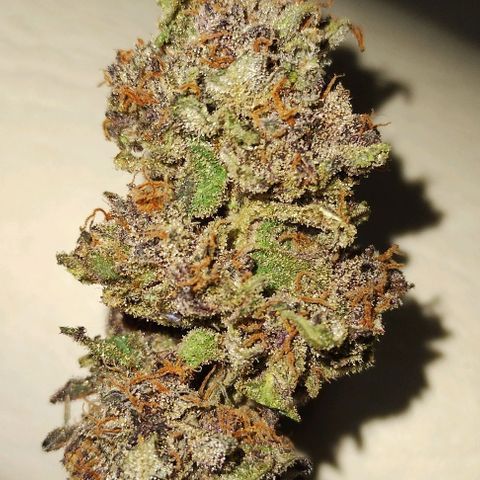 CBD Charlotte's Angel  growlog timeline photo