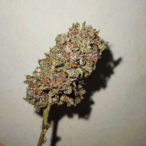 CBD Charlotte's Angel  growlog timeline photo