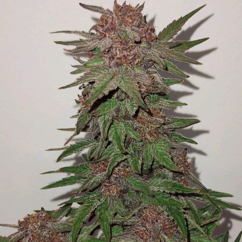 CBD Charlotte's Angel  growlog timeline photo