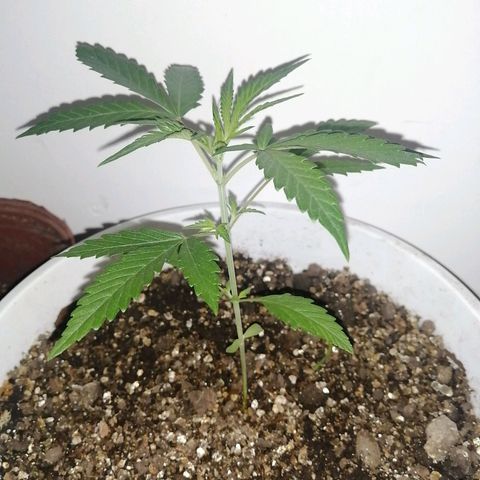 AK-48 growlog timeline photo