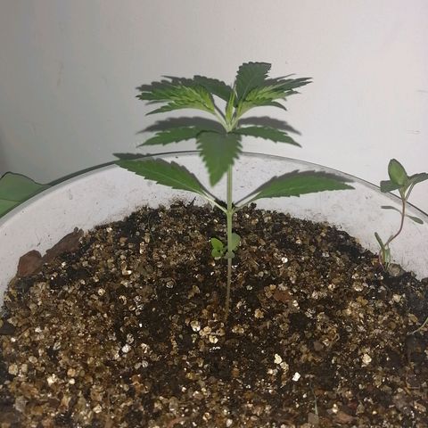 AK-48 growlog timeline photo