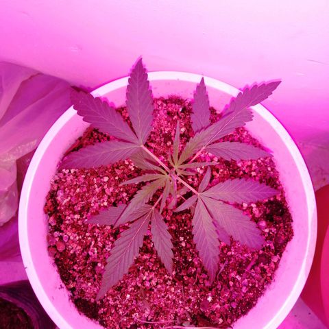 AK-48 growlog timeline photo