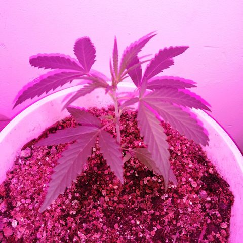 AK-48 growlog timeline photo