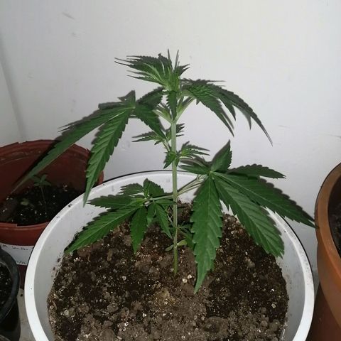 AK-48 growlog timeline photo
