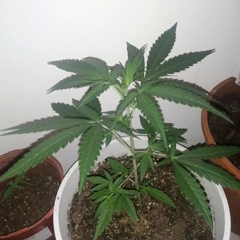 AK-48 growlog timeline photo