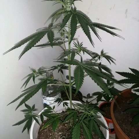 AK-48 growlog timeline photo