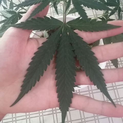 AK-48 growlog timeline photo