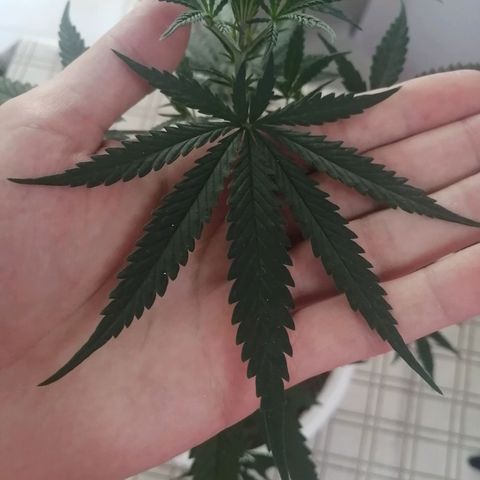AK-48 growlog timeline photo