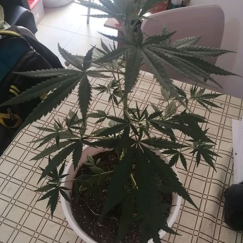 AK-48 growlog timeline photo