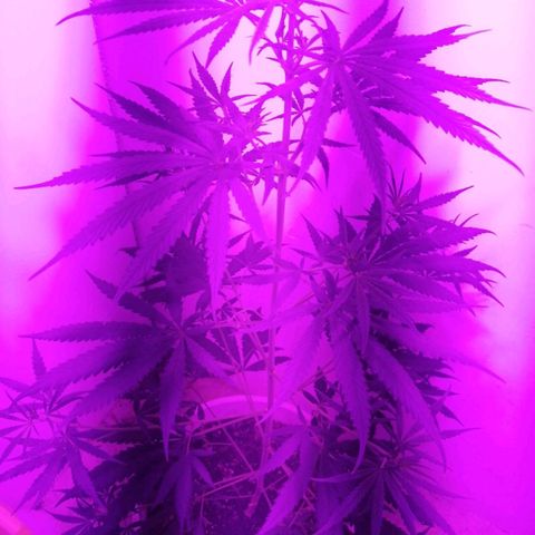 AK-48 growlog timeline photo