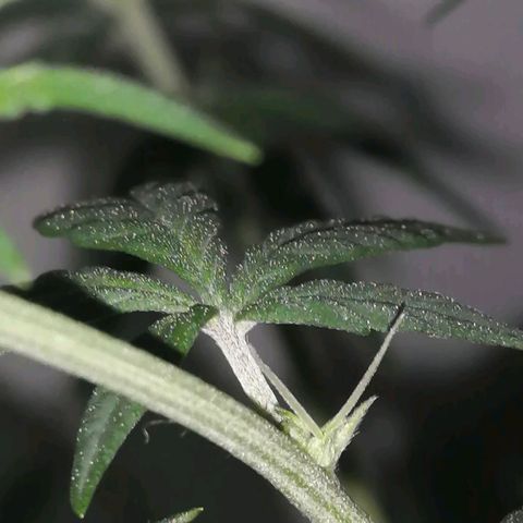 AK-48 growlog timeline photo