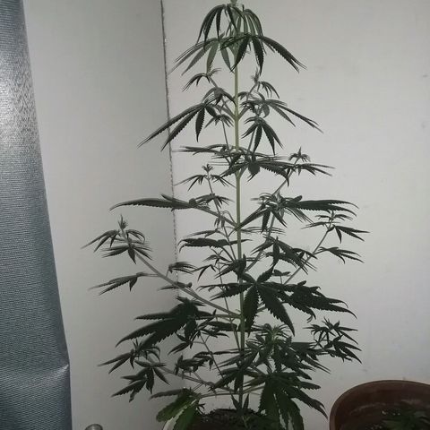 AK-48 growlog timeline photo