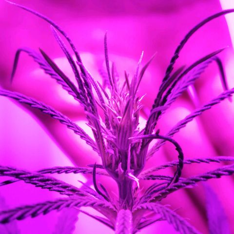 AK-48 growlog photo: Primeros cogollos en formación.