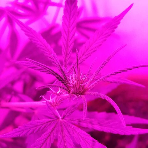 AK-48 growlog photo: Primeros cogollos en formación.
