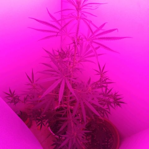 AK-48 growlog timeline photo
