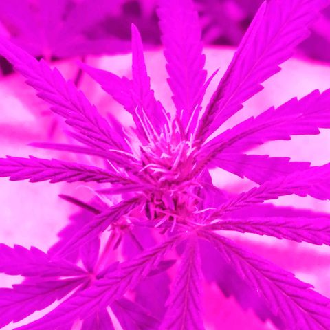 AK-48 growlog timeline photo