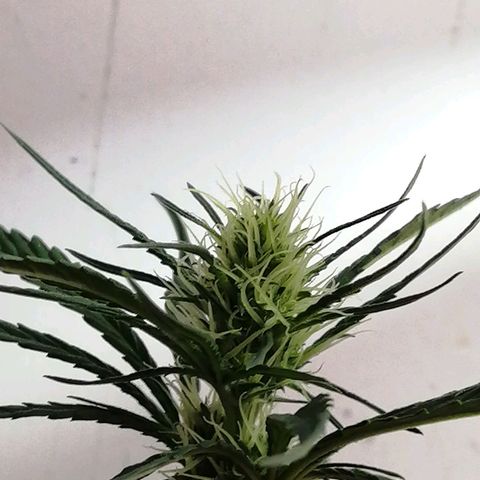 AK-48 growlog photo: Entrando en la segunda etapa de floración, el engorde.