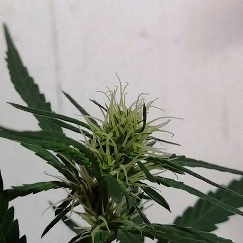 AK-48 growlog photo: Entrando en la segunda etapa de floración, el engorde.
