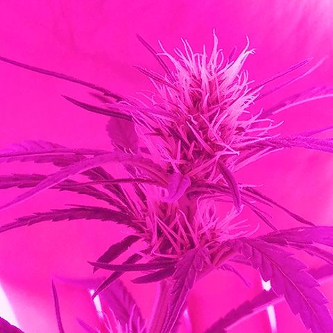 AK-48 growlog photo: Entrando en la segunda etapa de floración, el engorde.